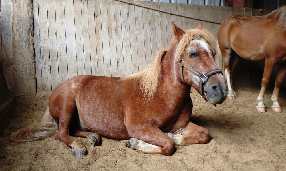 Centre équestre de Thônes