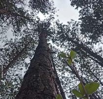 Feu la forêt_Espace Paul Jargot Crolles