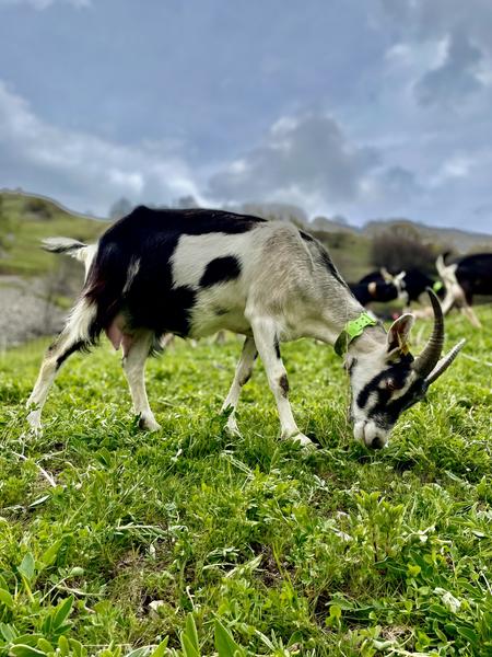 La Ferme des Etroits - Commerce de produits régionaux_Valloire