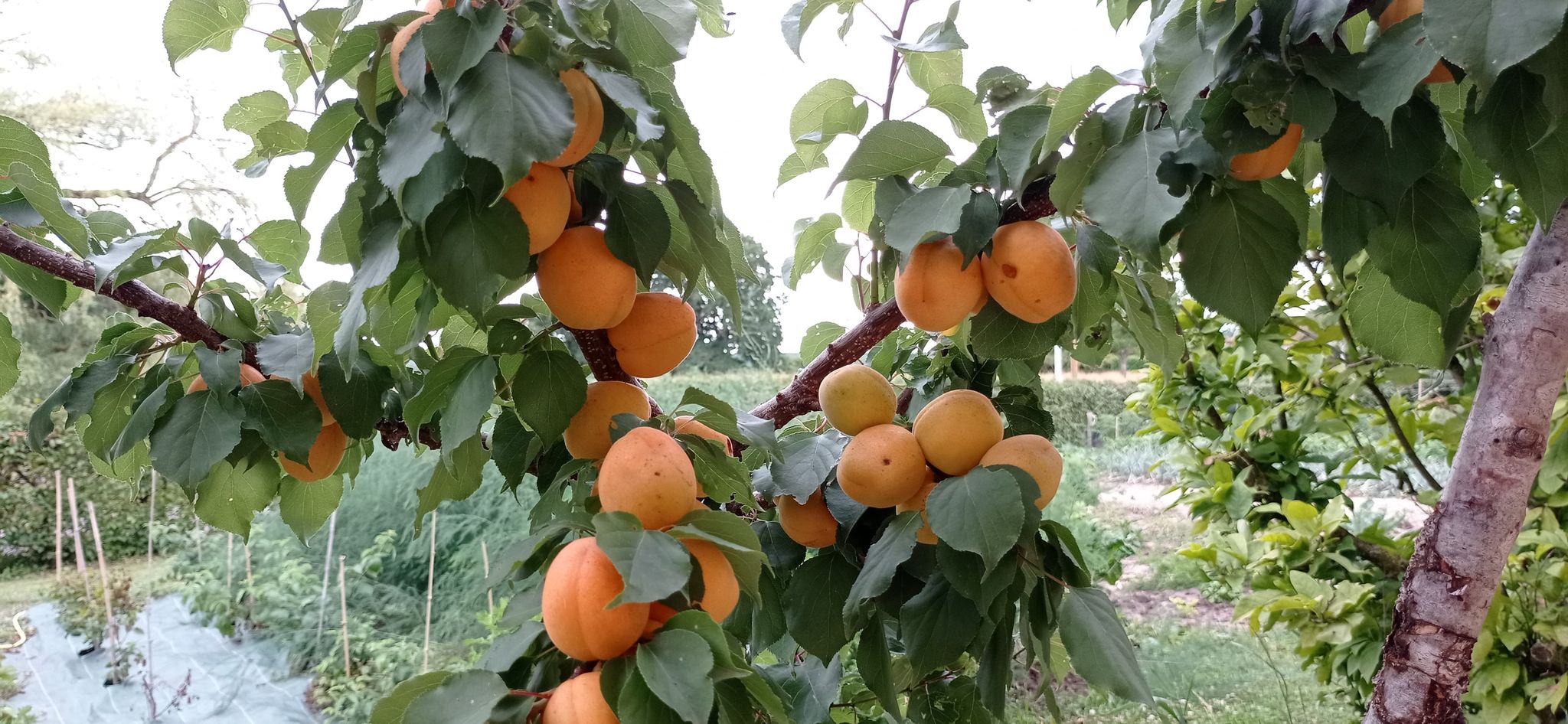 Les coulisses d'une pépinière en terre bressane_Saint-Jean-sur-Reyssouze