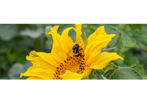 Atelier famille - Pollinisateurs, p’tites bêtes du bonheur !_Grenoble