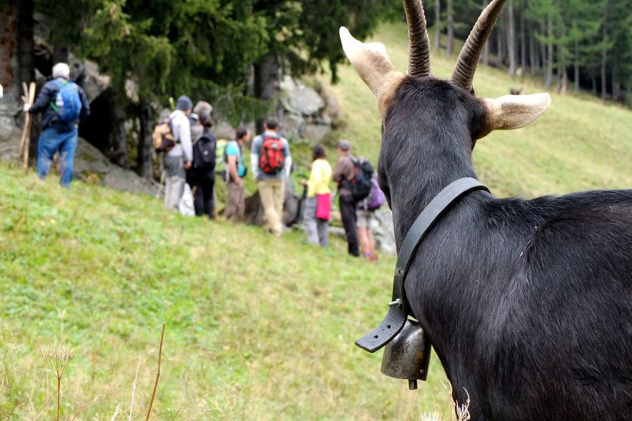 Animation Maison Lieutenant 3