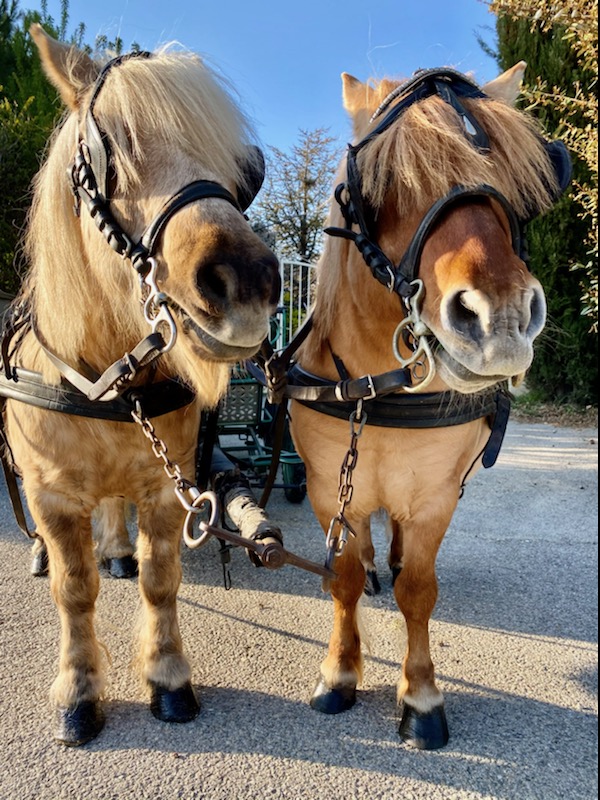 Poney Express Attelage - photo 4