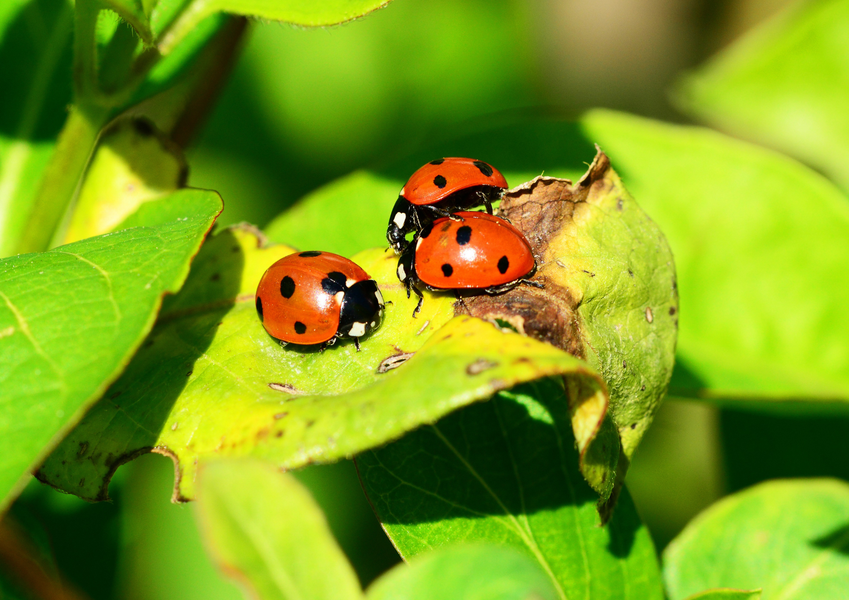 Fête de la science 2026 : Entre coccinelles et punaises