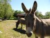 Camping Mathonière Animaux Ⓒ Camping Mathonière