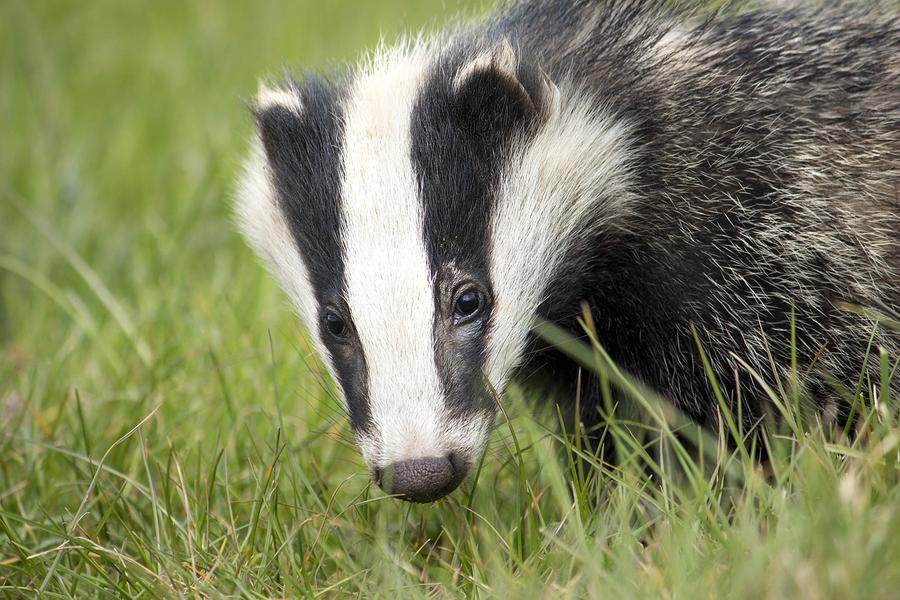 15 photos en extérieur sur la biodiversité de nos campagnes_Arcon