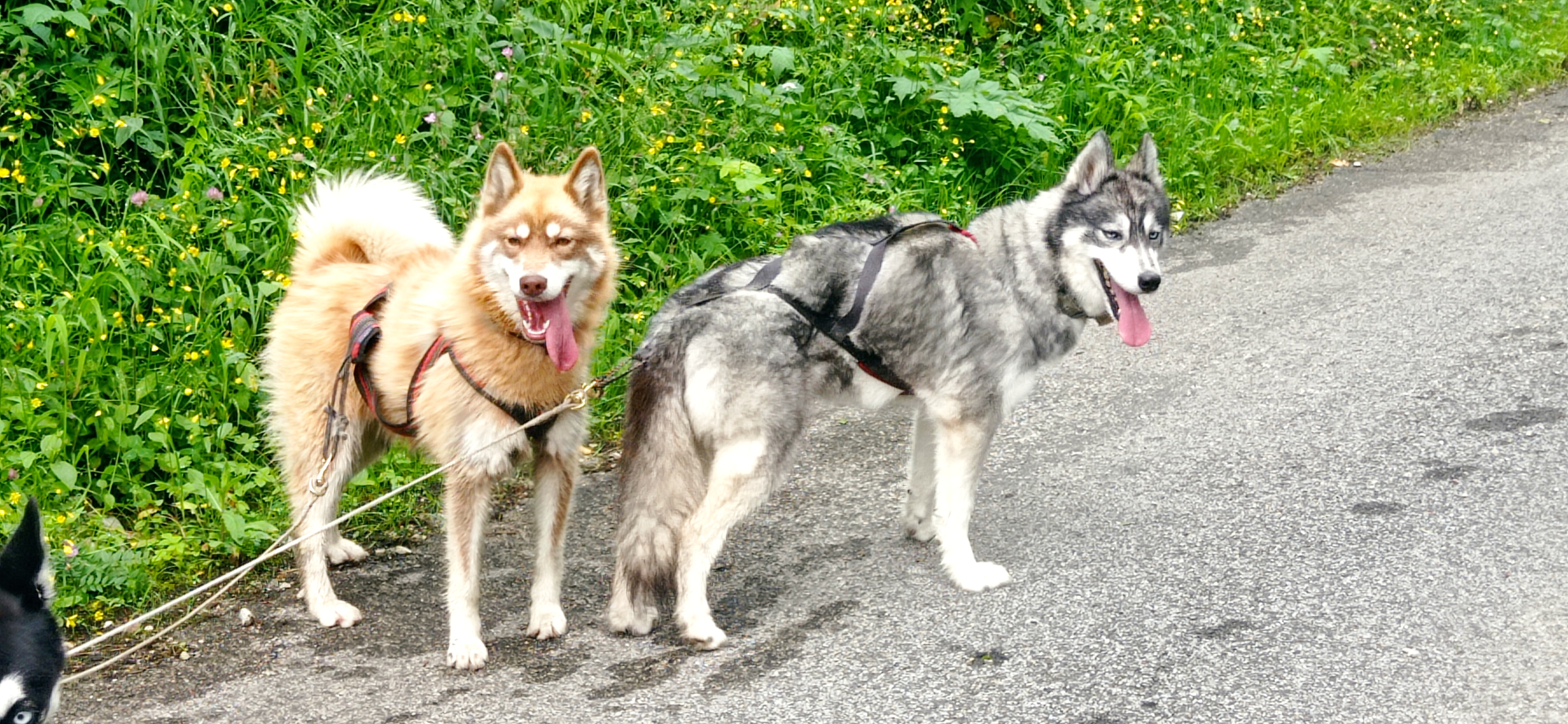 Bapt�me en tra�neau � chiens avec Symbiose chien polaire