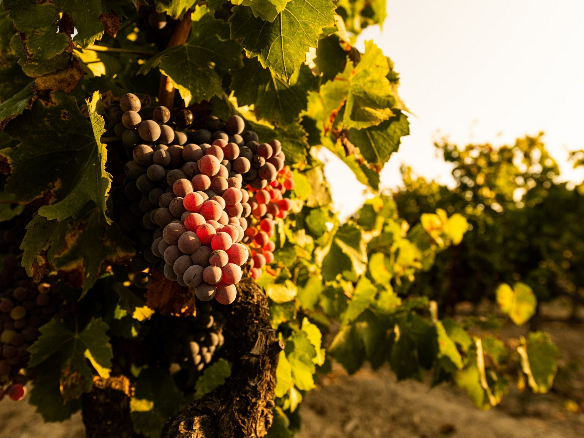 Domaine de la Brillane - photo 4