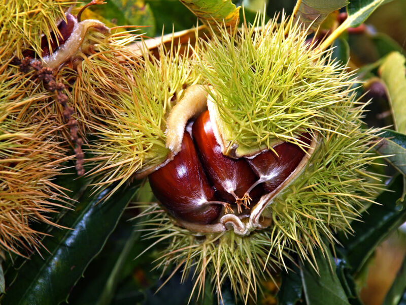 Fête des marrons à Thel