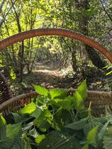 Atelier Plantes sauvages comestibles et médicinales_Malleval