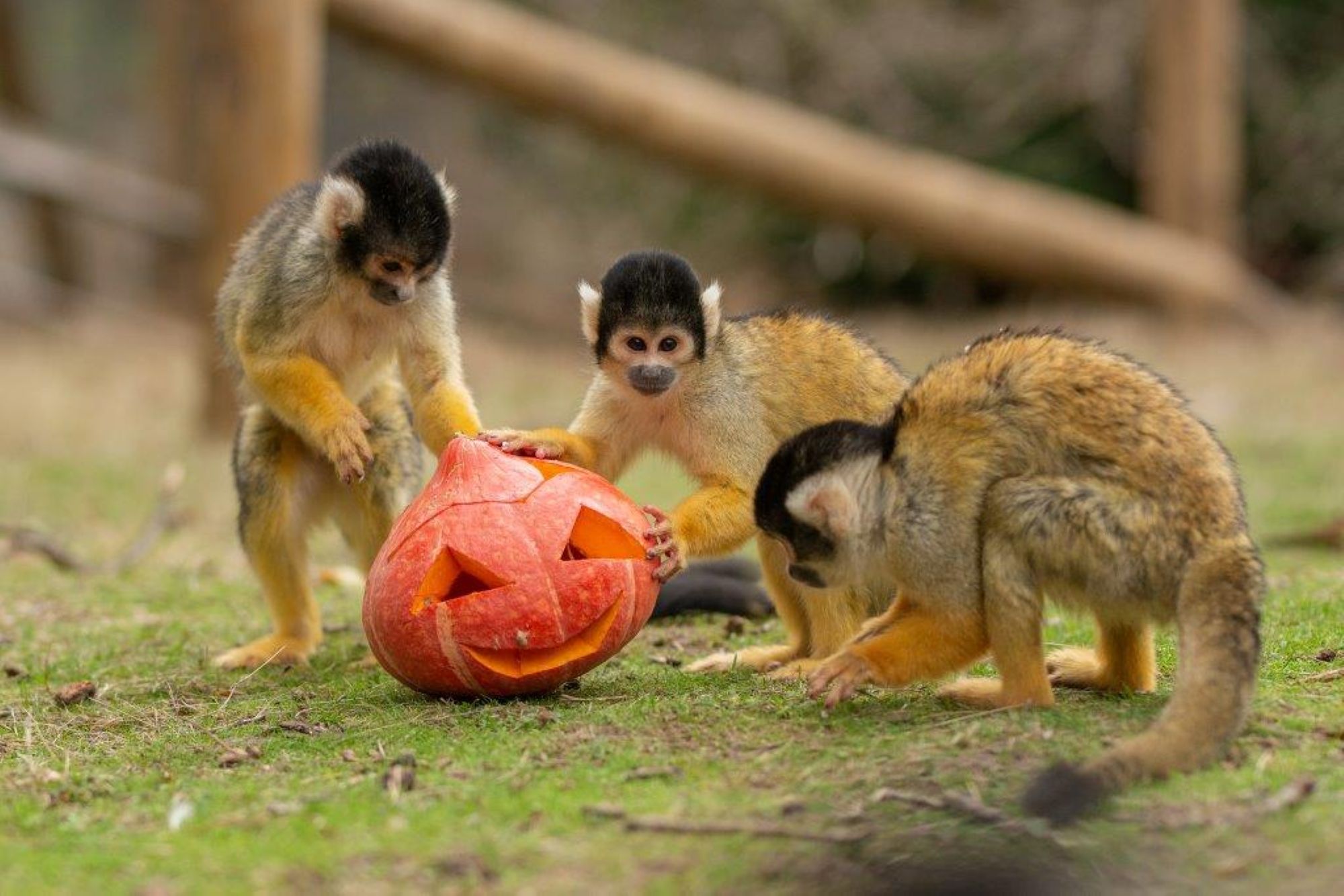 Halloween au Wow Safari Peaugres_Peaugres