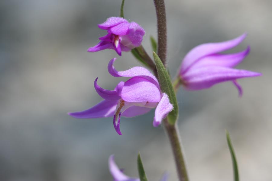 Orchidée présente dans la réserve