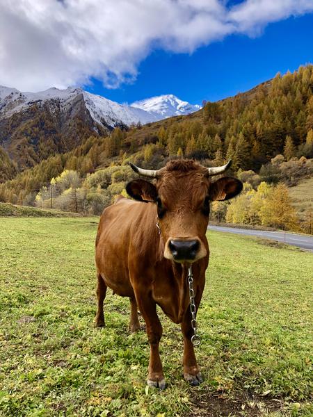 La Ferme des Etroits - Commerce de produits régionaux_Valloire