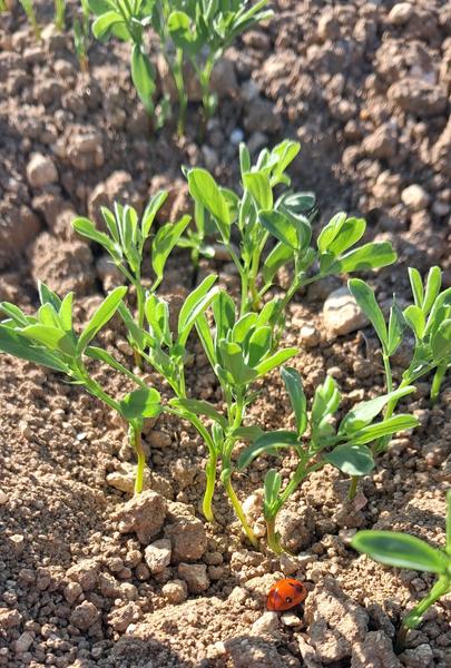 EARL Coquelicots  producteur(6)