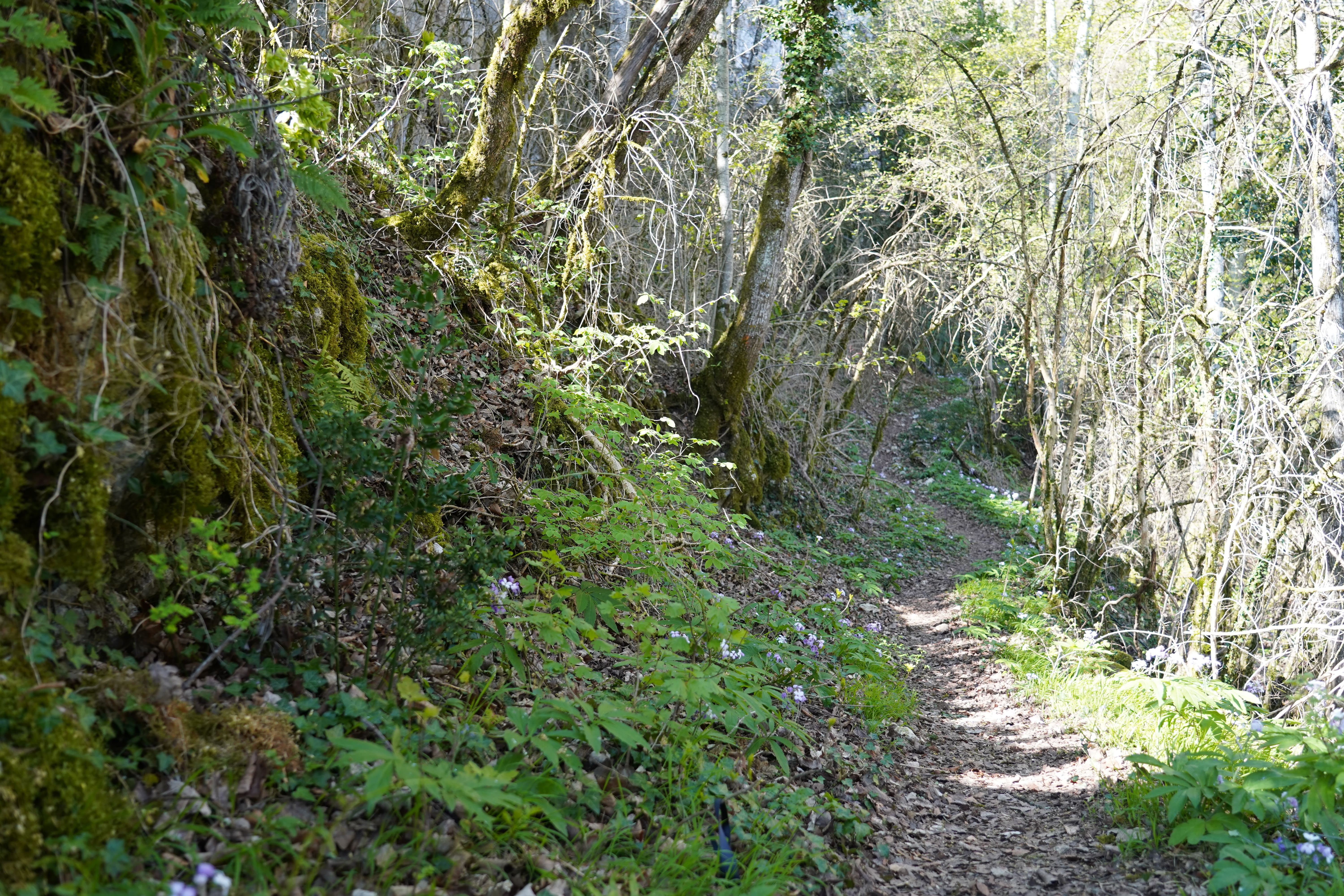 Chemin en forêt