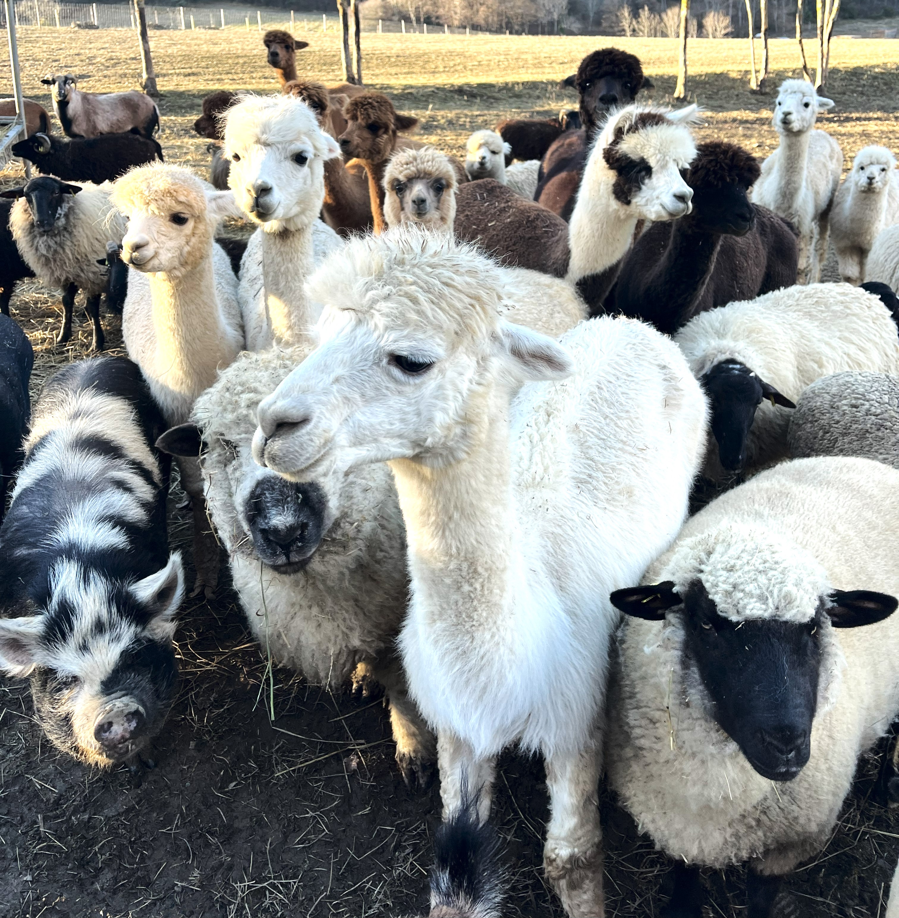 Alpaquier - Visite de la ferme