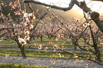 Fruitiers en fleurs