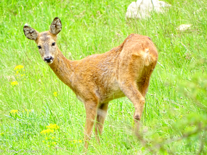 Nature Xplore CHÂTEAUROUX-LES-ALPES