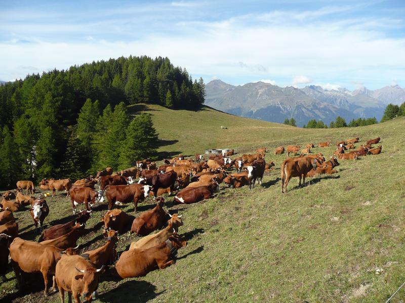 Vaches tarines