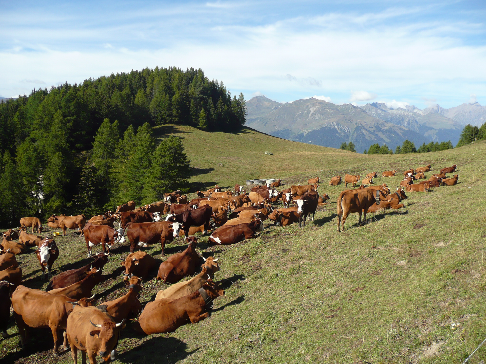 Tarine cows