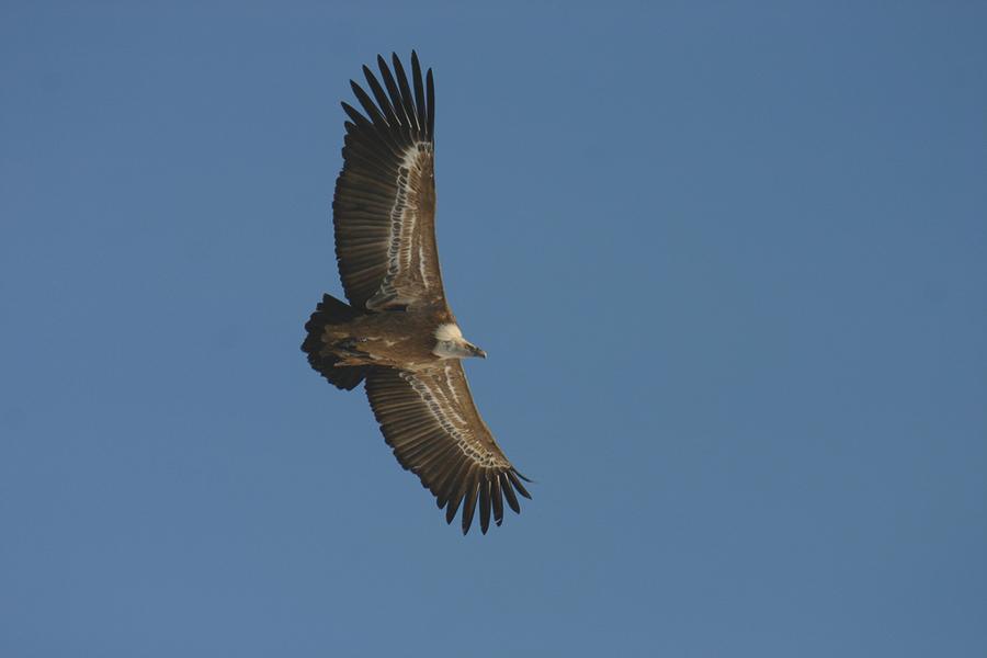 Découverte des vautours_Saint-May