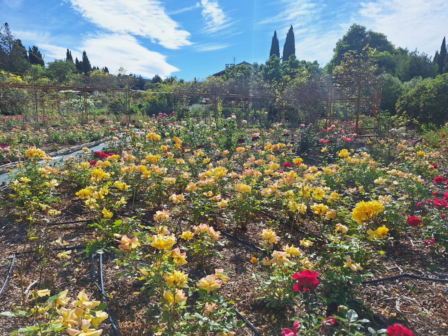 Mas des Figues, Saint-Rémy-de-Provence - photo 28
