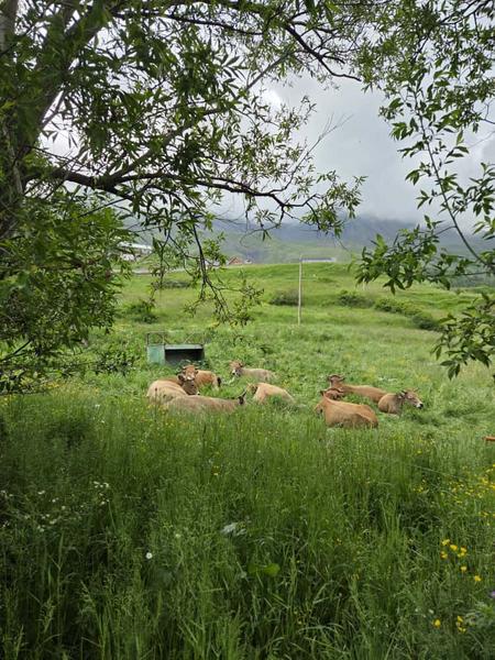 troupeau en pleine pause - © fermedessagnes