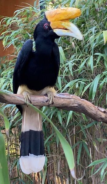 Jardin Zoologique Tropical