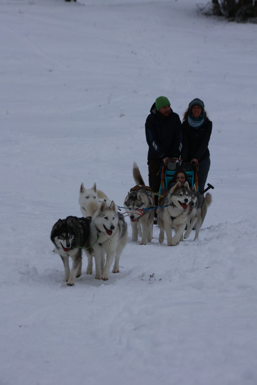 Bapt�me en tra�neau � chiens avec Symbiose chien polaire