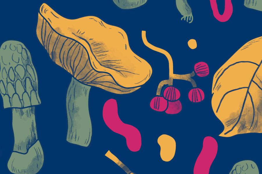 Conférence : Champignons, usages, culture et territoire_Le Monêtier-les-Bains