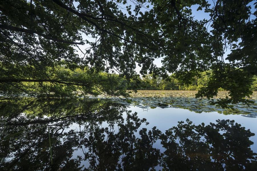 Plantes sauvages comestibles - initiation