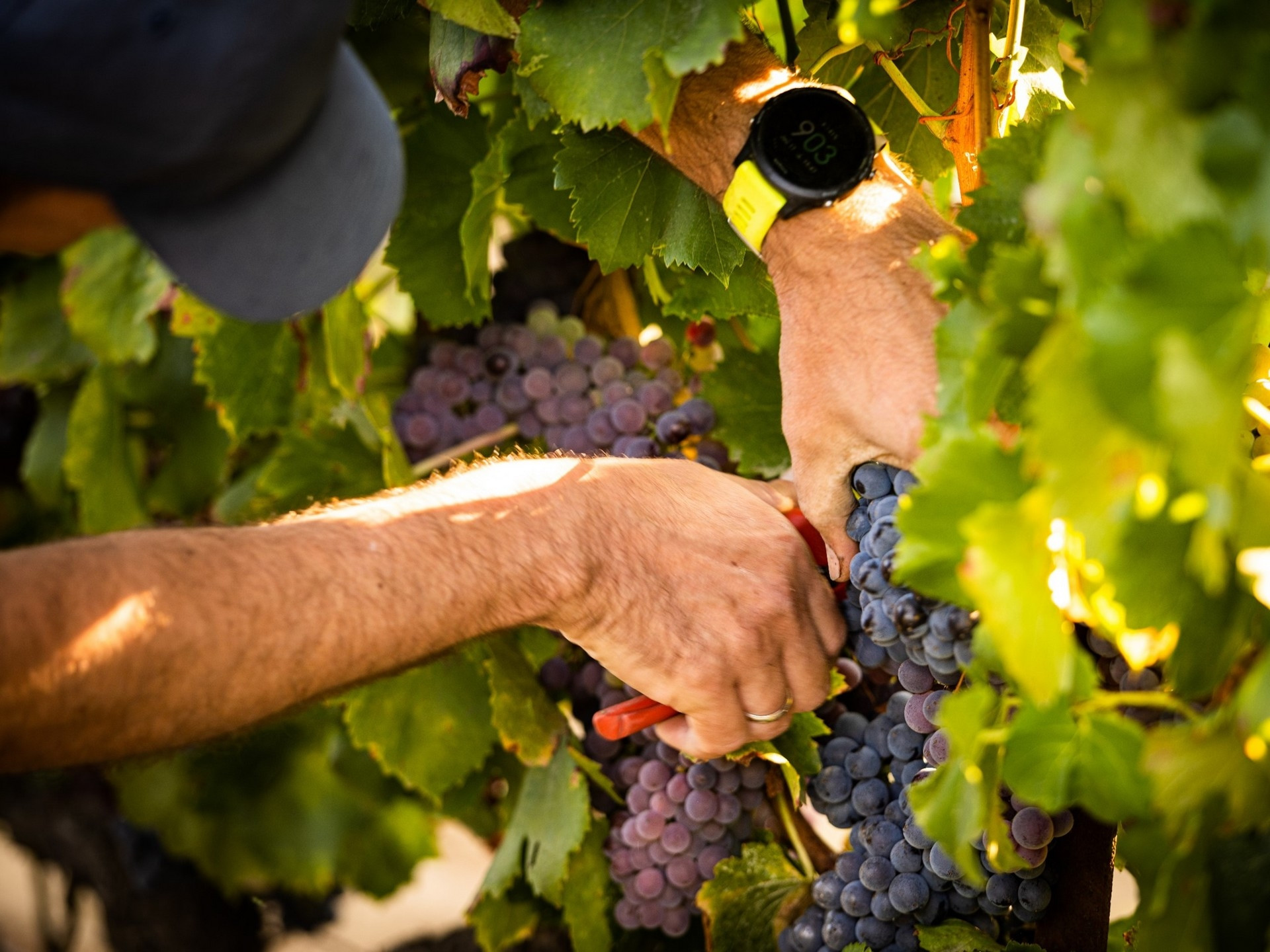 Domaine de la Brillane - photo 2