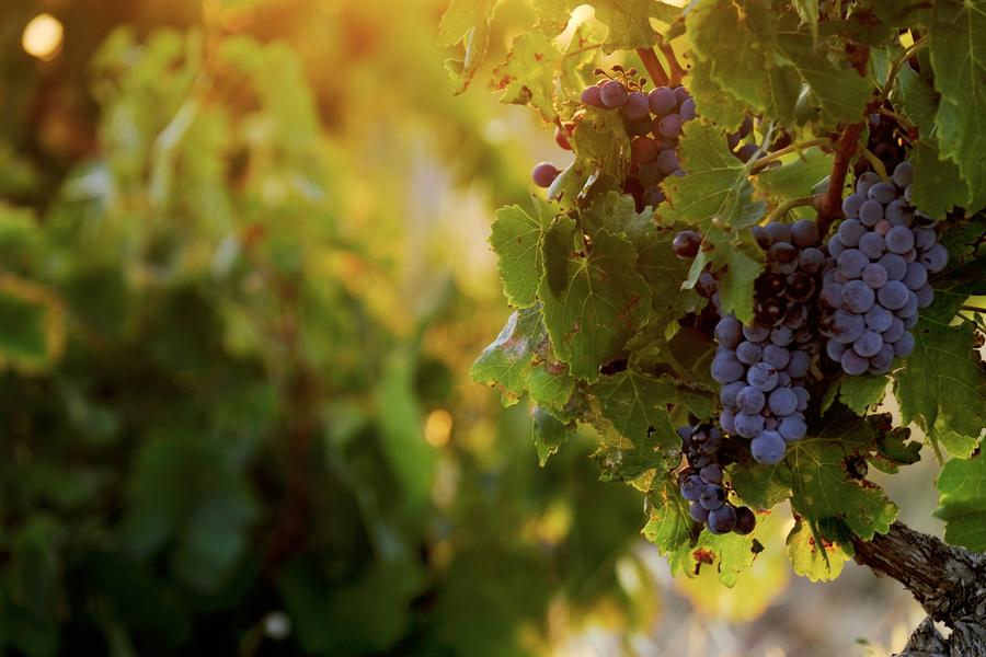 Sentiers AOC et biodiversité Châteauneuf-du-Pape_Châteauneuf-du-Pape