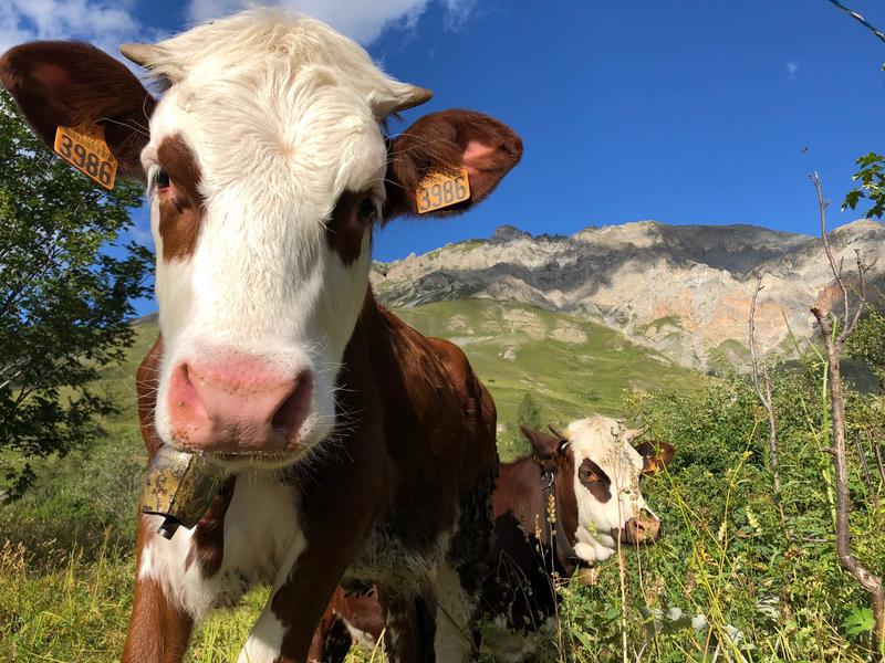 La Ferme des Etroits - Commerce de produits régionaux_Valloire