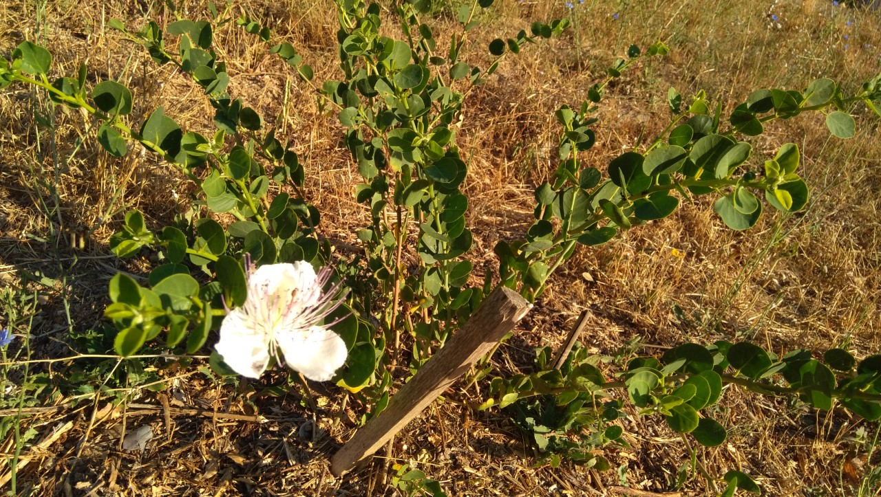 Safran de Cuges / La ferme du lézard vert