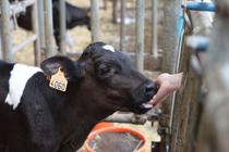 Visite animée "Challenge fermier"_Saint-Cyr-les-Vignes
