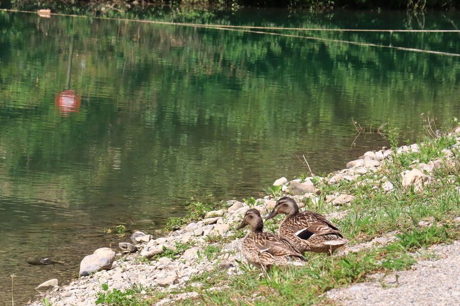 Lac de Thuy - Thônes - Pêche