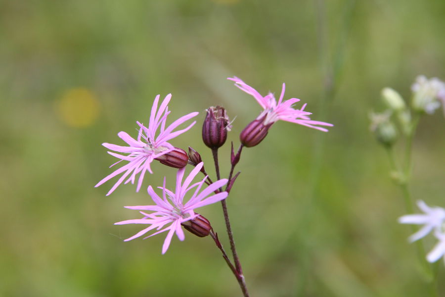 Silene flos cuculis - R.Quesada - Lo Parvi