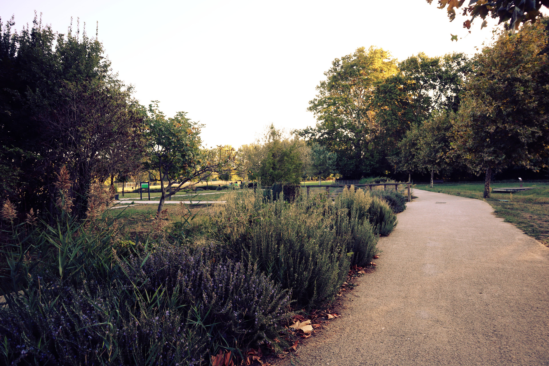 Parc des Sports et des Loisirs, Rognonas - photo 4
