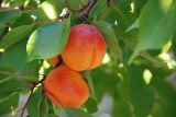 hautes terres de provence