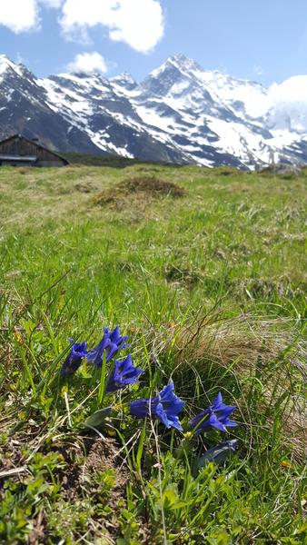 Flower power_Les Contamines-Montjoie