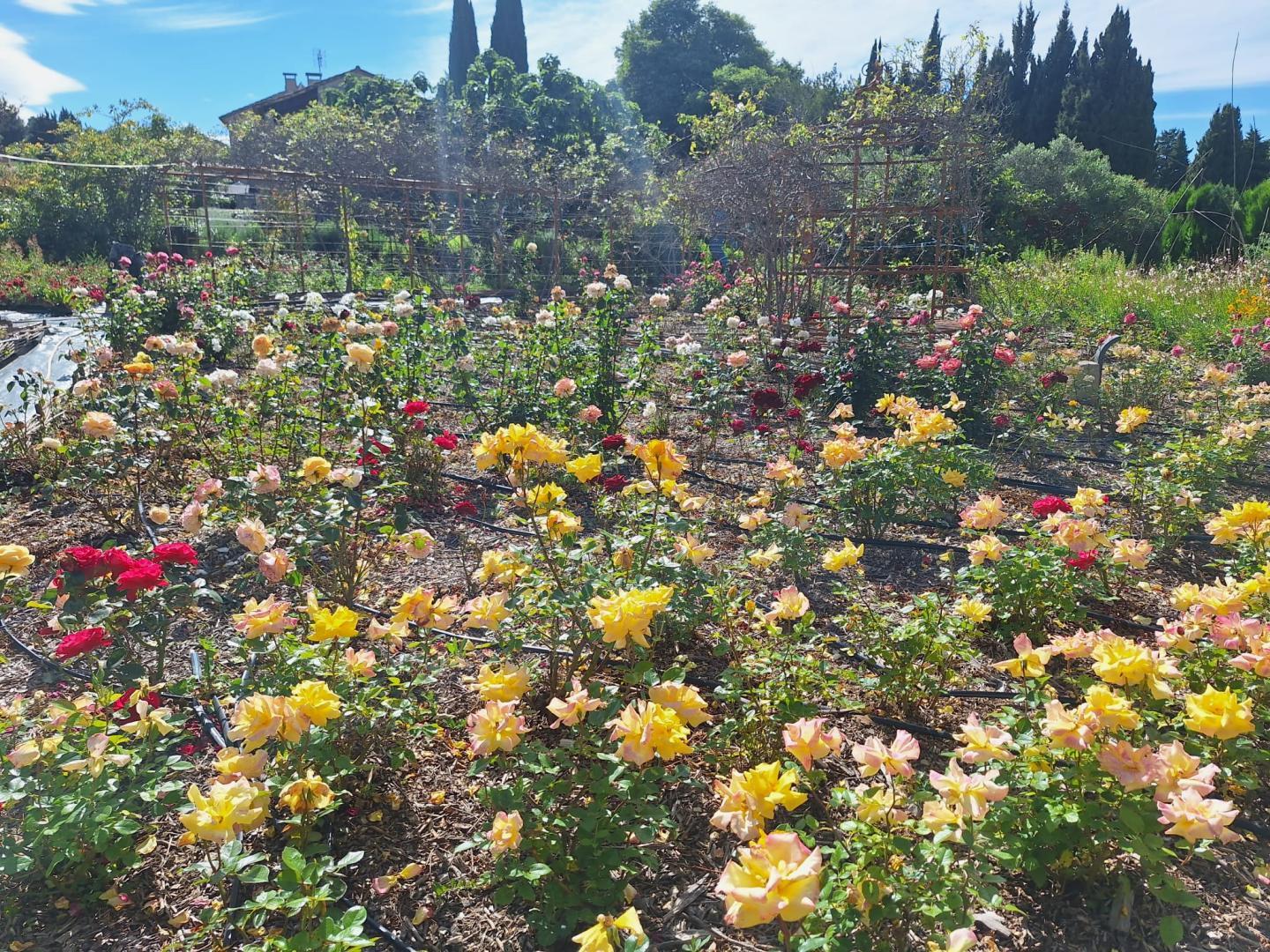 Mas des Figues, Saint-Rémy-de-Provence - photo 90