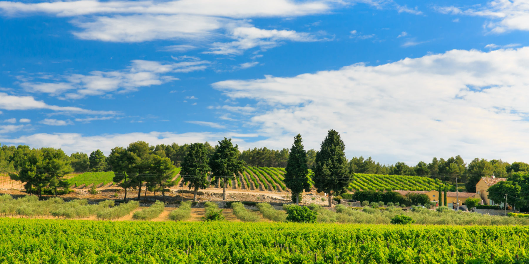 Domaine de L'Olibaou