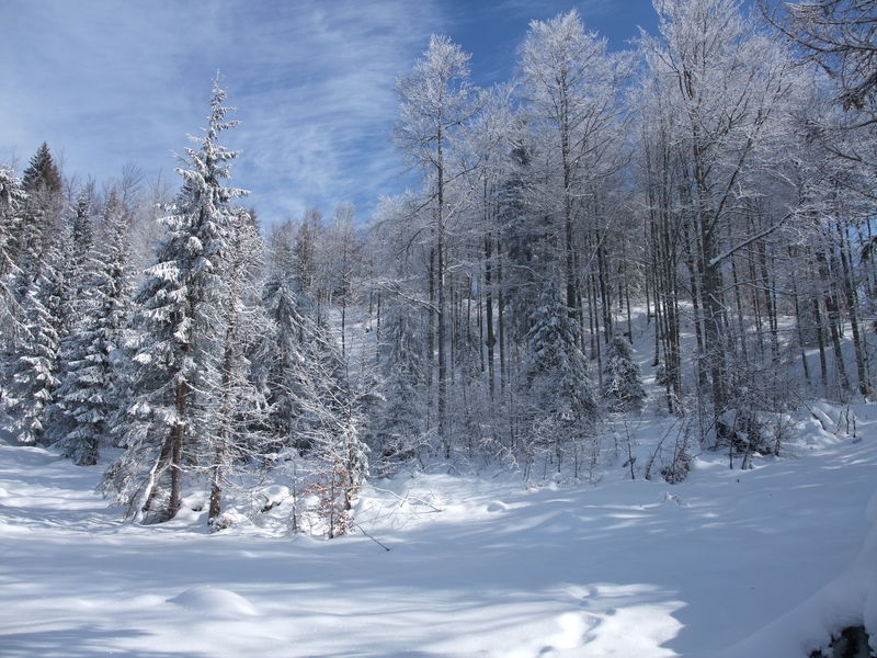 Route forestière d'Apremont