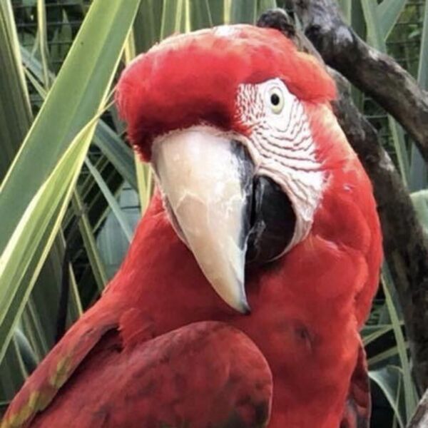 Jardin Zoologique Tropical