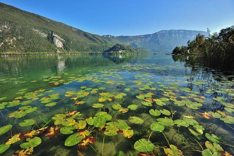 Nupharaie du Lac d'Aiguebelette