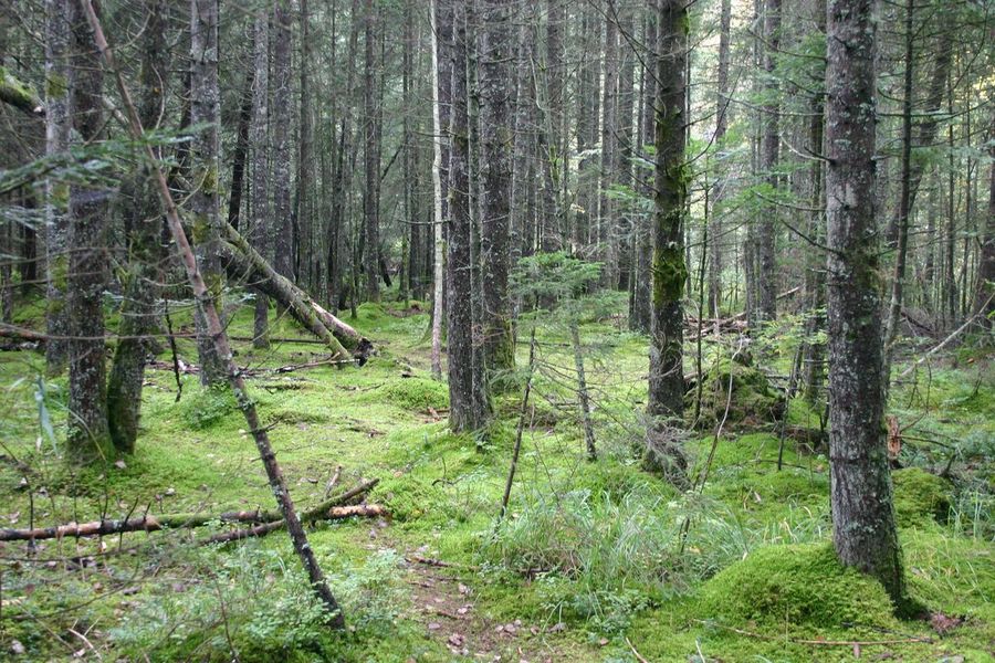 Arbres et forêts