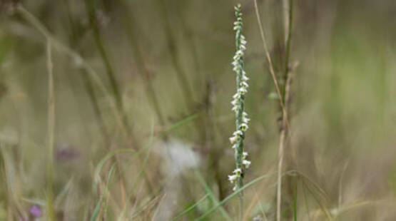 Suivis scientifiques participatifs - Spiranthes_Allex
