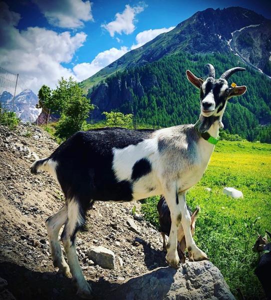La Ferme des Etroits - Commerce de produits régionaux_Valloire