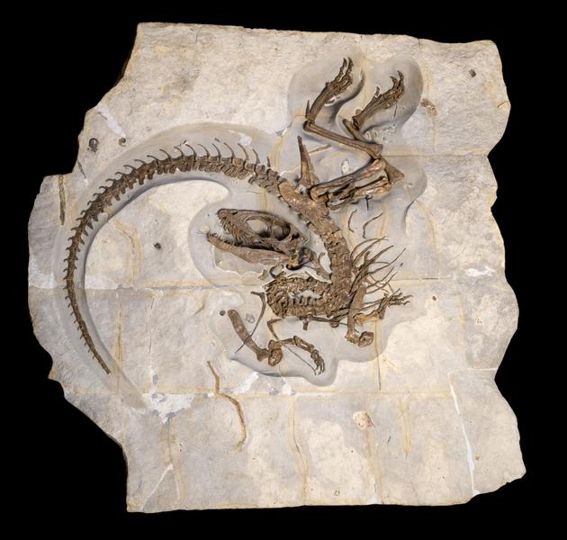 Sur place, réplique de ce Trex, faite à partir d'un scan 3D. L'original se trouve à la Paléogalerie à Salignac - © Pascal Goet Exposition 'Ernest le dinosaure de la Méouge'_Barret-sur-Méouge - © Pascal Goet